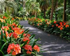 the walkway is lined with tropical plants and flowers on both sides, along with palm trees