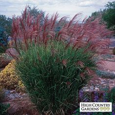 some very pretty purple plants in the grass