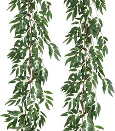 two branches with green leaves hanging from them