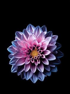 a pink and blue flower on a black background