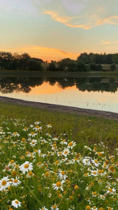 wildflowers and daisies in front of a lake at sunset