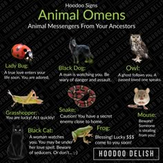 Animal Omens, Spirit Animal Meaning, Animal Meanings, Spirit Signs, Voodoo Hoodoo, Spiritual Animal