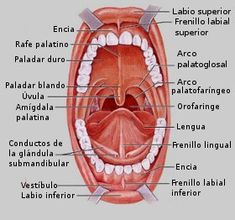 Human Mouth Anatomy, Mouth Anatomy Medical, To A Boca, Teeth Diagram Anatomy, Boca Raton Aesthetic, Anatomy Flashcards, Dental Assistant Study, Kedokteran Gigi