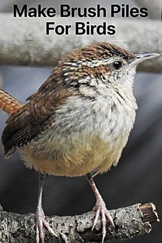 a bird sitting on top of a tree branch with the words make brush piles for birds