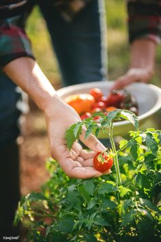 two people picking tomatoes from a garden