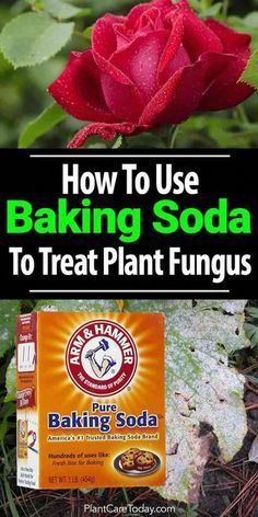 how to use baking soda to treat plant funguss and other things that are edible