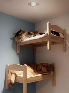 two cats laying on top of bunk beds in a room with blue walls and white trim