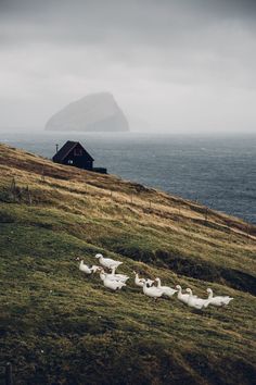 some birds are walking on the grass by the water and a house in the distance