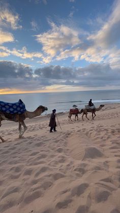 three people are walking their camels on the beach