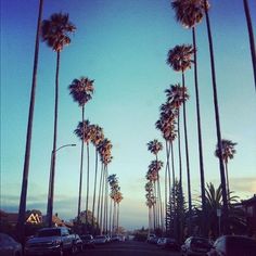 palm trees line the street as cars drive by