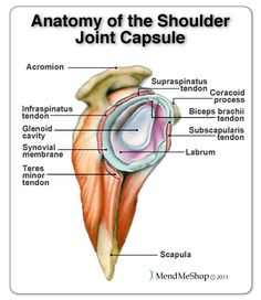 shoulder joint capsule tissue picture | Shoulder joint anatomy Supraspinatus Muscle, Subscapularis Muscle, Infraspinatus Muscle, Shoulder Muscle Pain, Bursitis Shoulder, Joints Anatomy, Shoulder Anatomy, Nerve Anatomy, Shoulder Muscle