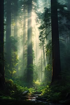 the sun shines through the trees in this forest filled with tall, green plants