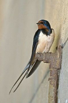 a small bird perched on top of a rusted metal pole next to a wall