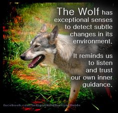 the wolf has exceptional sense to defect subtle changes in its environment it reminds us to listen and trust our own inner guidance