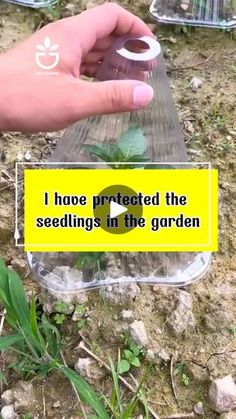 someone holding up a seedling container with plants in it and the words i have protected the seedlings in the garden