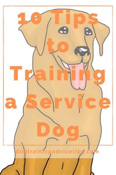 a brown dog with the words 10 tips to training a service dog on it's chest