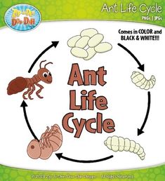 an ant life cycle is shown in this book