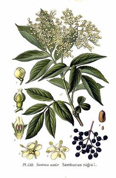 an illustration of some flowers and leaves