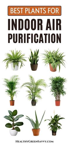 the best plants for indoor air purification