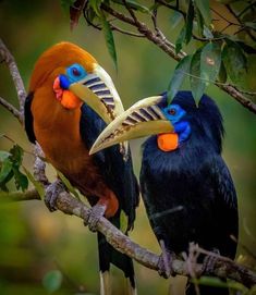 two colorful birds sitting on top of a tree branch next to each other with their beaks open