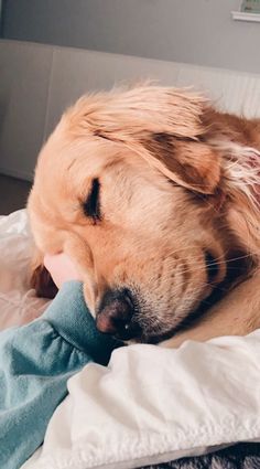 a dog sleeping on top of a bed covered in blankets