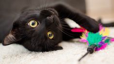 a black cat playing with a toy on the floor