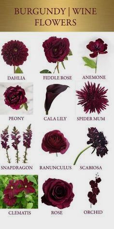 a bunch of flowers that are on top of a phone screen with the words burgundy wine flowers