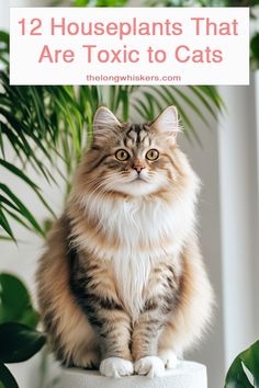 cat and plants English Ivy, Cat Health, Tiger Lily, Wonderful World