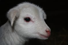 a close up of a white sheep with red marks on it's face