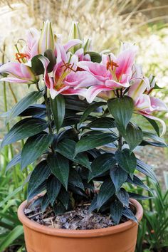 a potted plant with pink and white flowers in it's center is shown