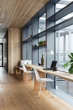 an office with blue walls and wooden flooring, two white chairs are facing the desk