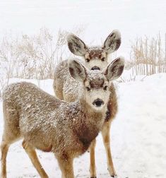 two deer standing next to each other in the snow