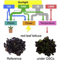 the different types of plants are labeled in this diagram, which shows what they look like