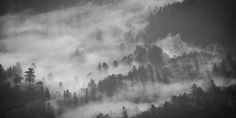 black and white photograph of fog in the mountains with trees on each side, taken from an airplane