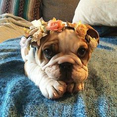 an adorable dog wearing a flower crown on its head