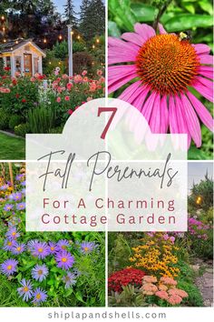 different types of flowers with the words 7 fall perennials for a charming cottage garden