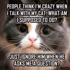 a gray and white cat looking at the camera with caption that reads, people think i'm crazy when i talk with my cat what am supposed to do? just ignore him when he asks me