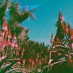 red flowers and palm trees against a blue sky