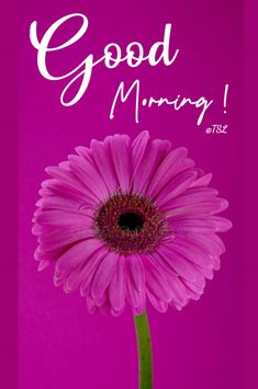 a pink flower with the words good morning written on it in white lettering over a purple background