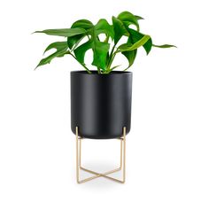 a potted plant on a metal stand