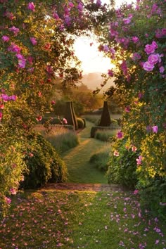 an open garden with pink flowers on the ground