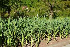 some very pretty green plants by the side of the road with trees in the background