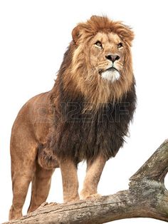 a lion standing on top of a tree branch next to a white background and looking at the camera