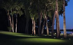 trees line the edge of a grassy area at night with lights shining in the background