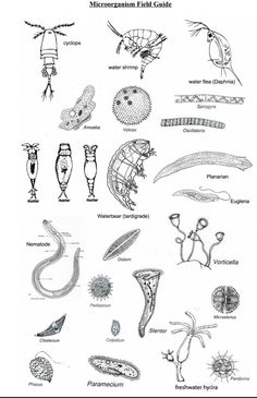 an image of different types of plants and animals