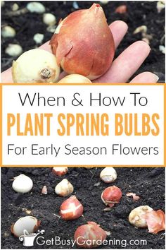 a hand holding up some plants with the words when and how to plant spring bulbs for early season flowers