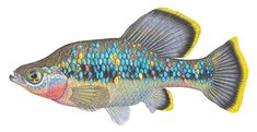 a blue and yellow fish on a white background