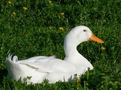 a white duck is sitting in the grass