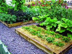 an assortment of vegetables and plants growing in raised garden beds on graveled walkways