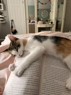 Calico Cat Aesthetic, C Is For Cat, Calico Cats, Calico Kitten, Cat Reading, Cat Books, Calico Cat